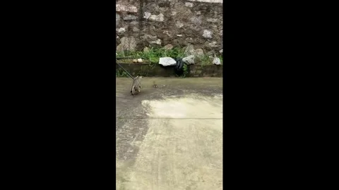 China: Mouse falls into canal while escaping cat in Hubei, China Stock Footage 333609584