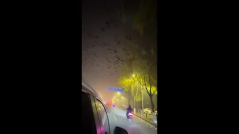 China: Mysterious flock of crows takes over Shenyangs night sky Stock Footage 320982827