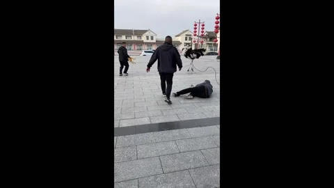 China: Ostrich escapes handler and trips guiding person Video stock 292865481