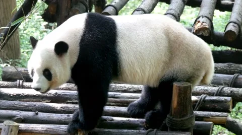 China panda lying down and scratching Vidéo 68371903