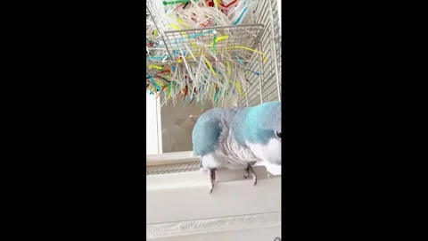 China: Parakeet mimics walnut rubbing sounds in cage in Jilin, China Видео 336247368