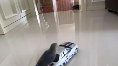 China: Parakeet rides remote-controlled toy car inside home in Beijing, C... Видео 336569975