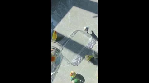 China: Parakeets play and bathe in water tray indoors in Guangdong, China... Stockbeeldmateriaal 332713975