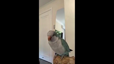 China: Parrot calls dad while perched indoors in Jilin, China Stock Footage 336912515