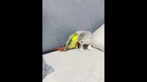 China: Parrot chases kitten while playing on a couch in Shanxi, China Stock Footage 344041191