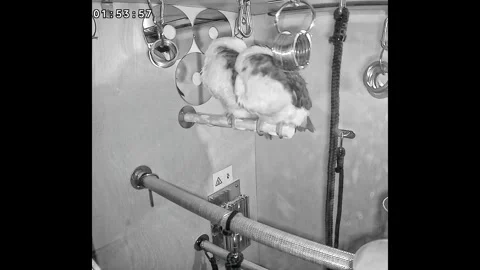 China: Parrot falls off pole while sleeping in Shandong, China Stock Footage 320647960