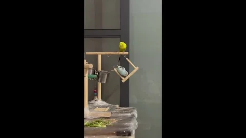 China: Parrot knocks down partners perch in China Stock-Footage 320656355