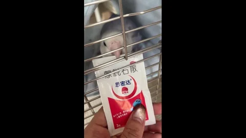 China: Parrot opens small square sachet with its beak in Beijing, China Stock Footage 322554442