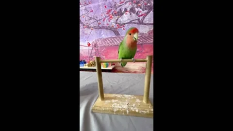 China: Parrot performs tricks and returns to cage in Shandong, China 스톡 동영상 294665133