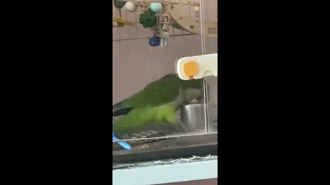 China: Parrot playfully gets head stuck in water cup in Henan, China Stock Footage 322177078