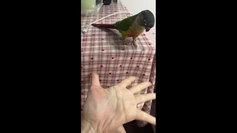 China: Parrot plays guessing game with paper and owner in Guangdong, Chin... Stock-Footage 336663908