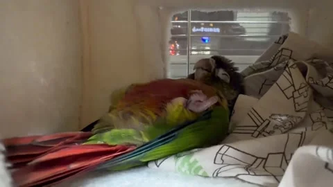 China: Parrot pretends to sleep to get attention in Liaoning Province, Ch... Stock-Footage 320613332