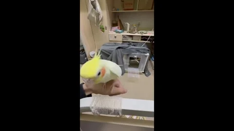 China: The Parrot Is a Rapper! Stock Footage 320618498