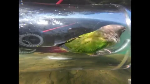 China: Parrot safely dives in transparent oxygen device in Guangxi, China... Stock Footage 321055397