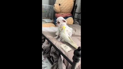China: Parrot shouting at a puppy on a bed in Hebei, China Stock-Footage 321667660