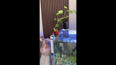 China: Parrot splashes and swims in aquarium in Liaoning, China Stock Footage 320576512
