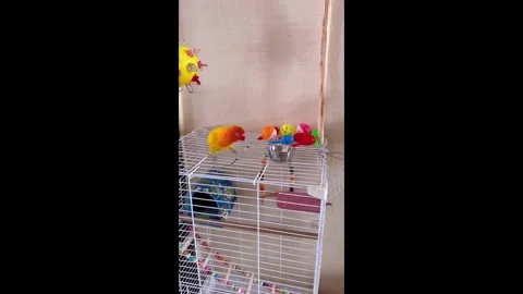China: Parrot throws bowl in anger after being denied food in Jilin, Chin... Stock-Footage 320611761