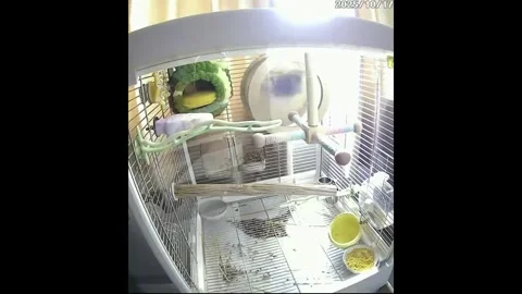 China: The Parrot in Training Stock-Footage 320621692