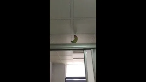 China: Parrot uses floor-shaking device in Hunan, China Stock-Footage 321055408