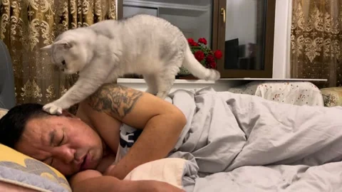 China: Persistent cat acts as alarm clock for owner in Liaoning, China Stock Footage 320656399