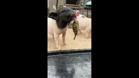China: Piglet startled after turtle bite during playful interaction in An... Stock Footage 336663874