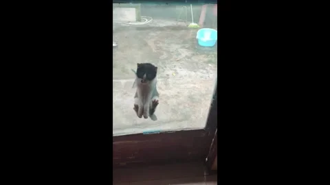 China: Playful cat and Border Collies funny scuffle at screen door in He... Stock Footage 320663912