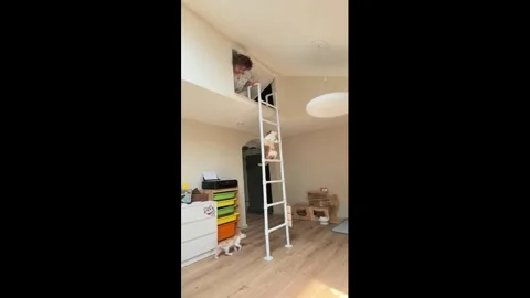 China: Playful cat climbs loft bed to follow its owner in Tianjin, China Stock Footage 340269529