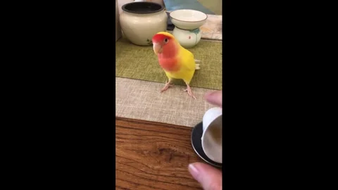 China: Playful parrot knocks over teacup in Chongqing, China Stock Footage 323423040