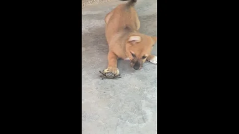 China: Puppy gets startled after crab pinches its paw while playing in He... Stock Footage 343624042