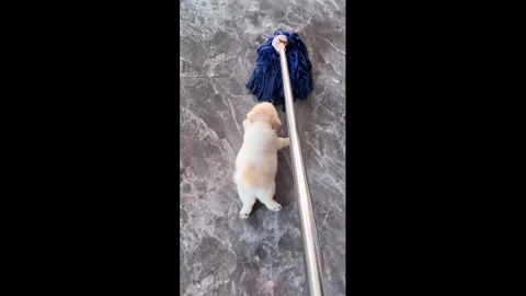 China: Puppy playfully grabs mop while owner cleans in Hunan, China Stock Footage 336622496