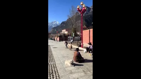 China: Ram chases after terrified child through streets Stock Footage 326660220