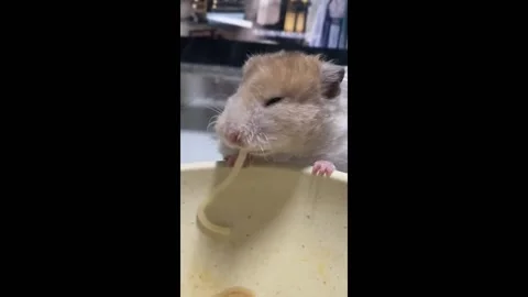 China: Rat devours pasta noodle like a true foodie in Fujian, China Stock Footage 294288419