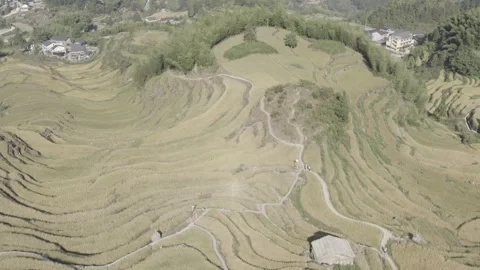 China Rice Fields Lingshui Stock Footage 254559147