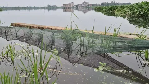 China Ring Net Fish Trap Set In Calm Monsoon Floodwater - Commercial Fishing Stock Footage 341748980
