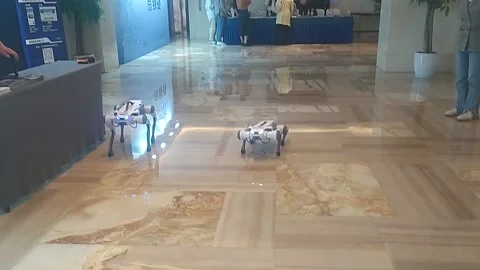 China: A Robot Dog Performance at the 2024 West Lake Unicorn Innovation Ecol... Stock Footage 276217555