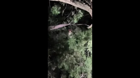 China: Rooster crows after seeing flashlights in China Stock Footage 335864195