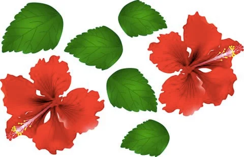 China Rose with green leaf - Vector Illustration Stock Illustration