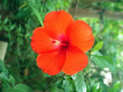CHINA ROSE Stock Photos