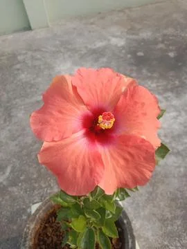 China Rose Stock Photos