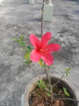 China Rose Stock Photos