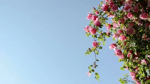 China Rose in the sky Stock-Footage 85776180