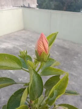 China Rosebud. Stock Photos