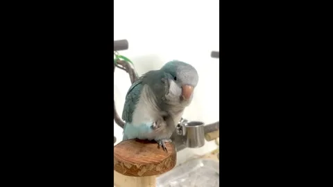 China: The Self-Slapping Parrot Stock-Footage 320608855