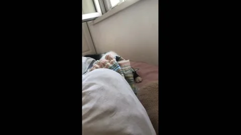 China: Self-taught Cat Turns Off Alarm Clock for Slumbering Owner Stock Footage 280531633