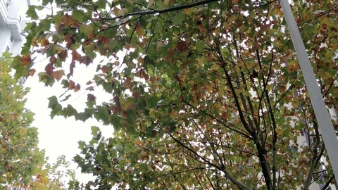 China shared bicycle Stock Footage 116372870