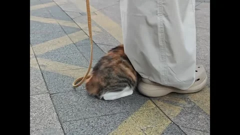 China: Shy cat hides under owners pants during outdoor walk in Zhejiang,... Stock Footage 345567175