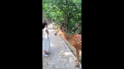 China: Sika deer gently taps girl before accepting food in Shaanxi, China... Stock-Footage 344232729