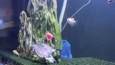 China: Small turtle hilariously chases fish around aquarium in Fujian, Ch... Stock Footage 344584445