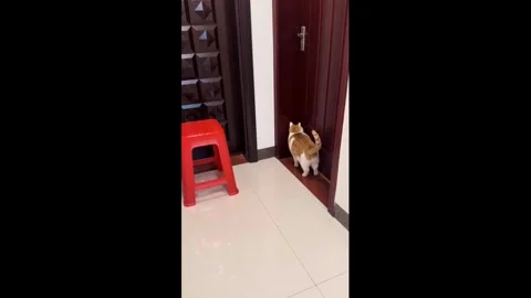 China: Smart cat Beibei knocks on door with back paw in Guangxi, China Stock Footage 329500570