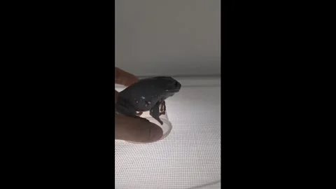 China: Snowflake tree frog balances on spinning cup in Tianjin, China Video stock 330123292
